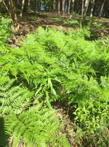 Native ferns fill in my hillside garden