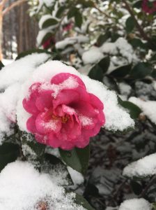 Camellias survive the storm