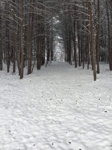 Snow among the pines