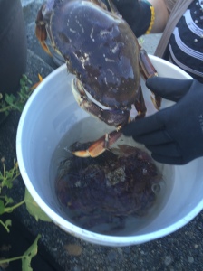 Crabs in a Pot